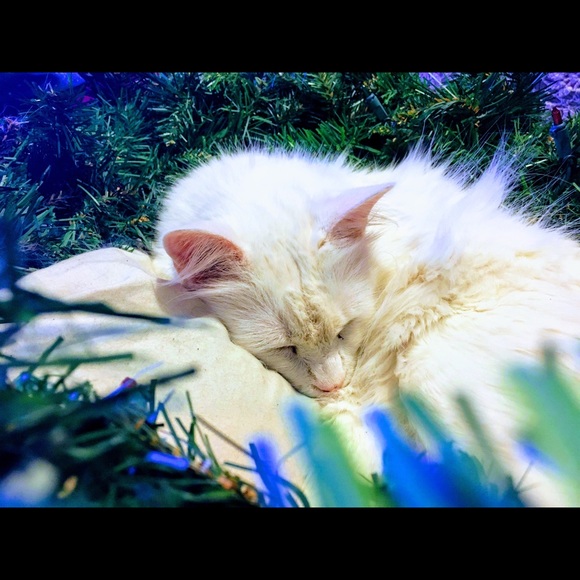 Meet your Posher, Calli - Picture 3 of 8